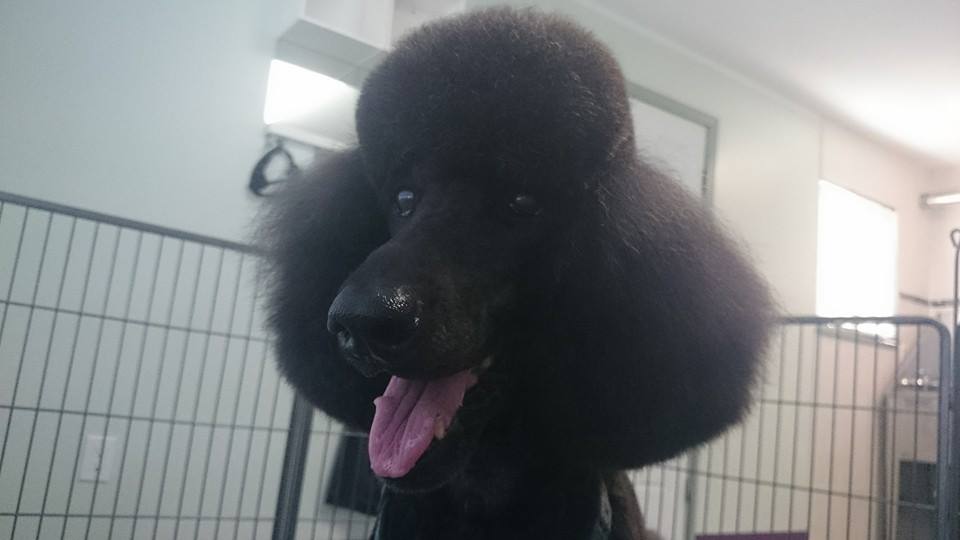 Traditional Poodle Head
