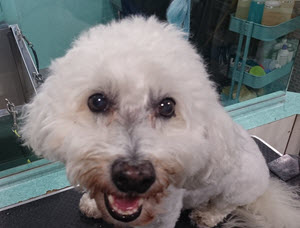 Bichon Before