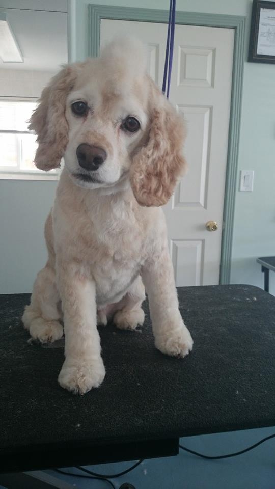 Cody cocker