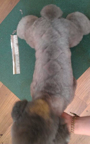 Dimond Back Poodle After