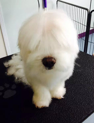Maltese Before