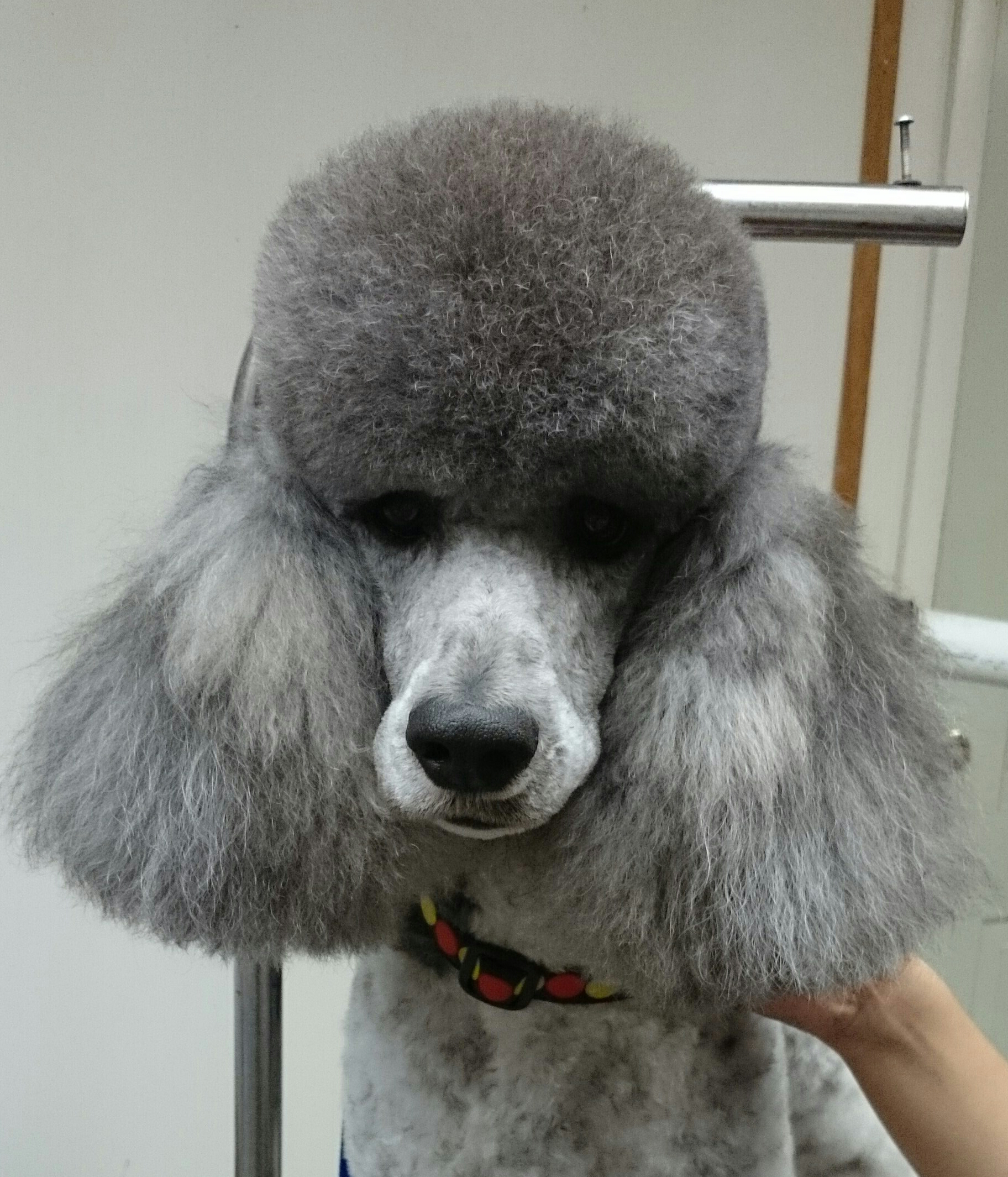 poodle head grooming