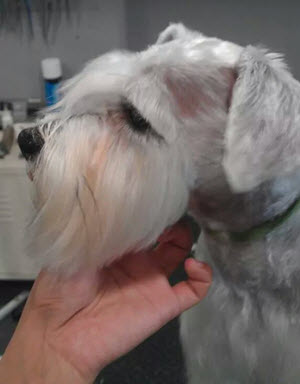 Miniature Schnauzer