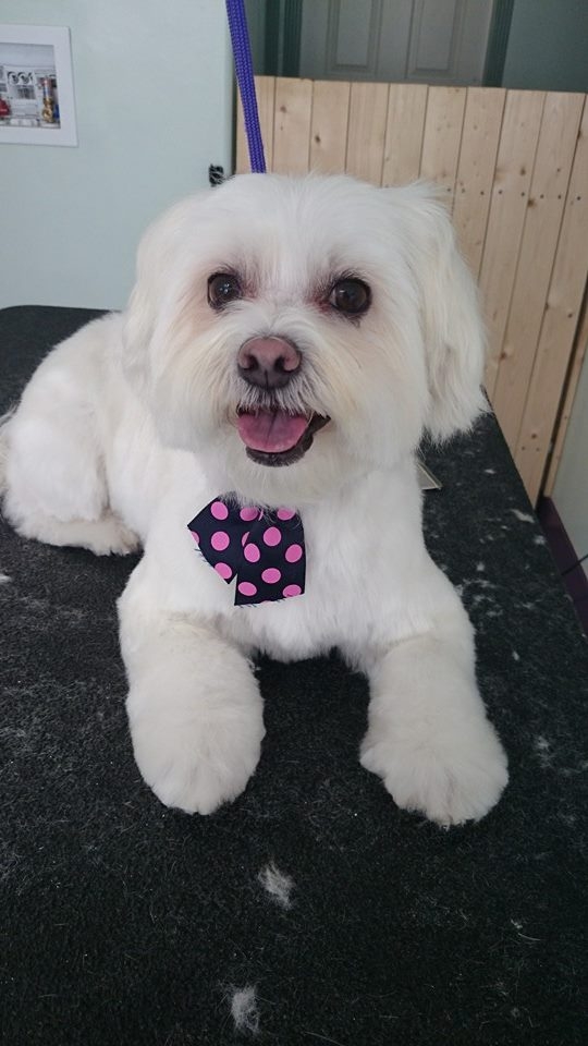 Muffy the Maltese Cross