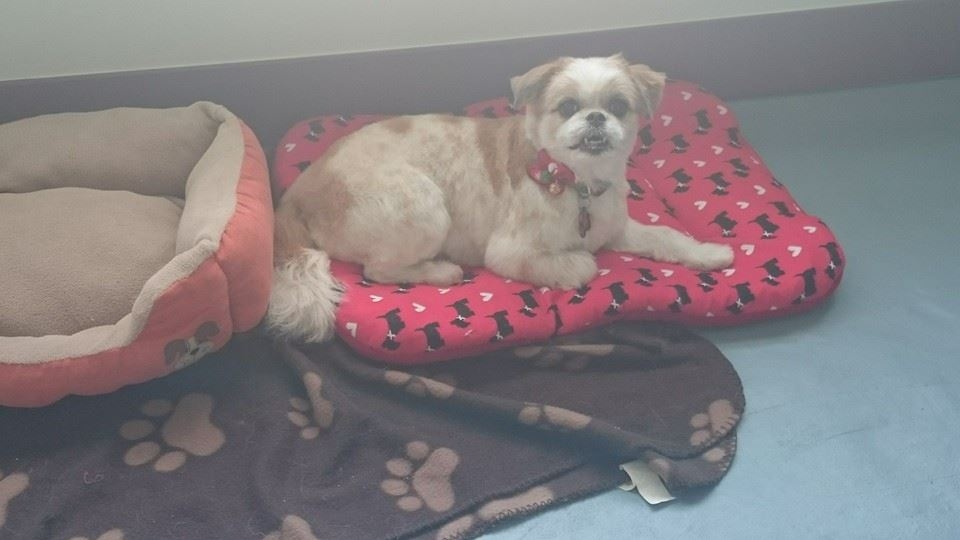 Mya relaxing after her groom