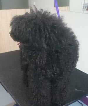 Peggy Miniature Poodle Before