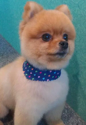 Pomeranian After