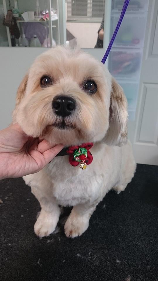 Ponch the Havanese