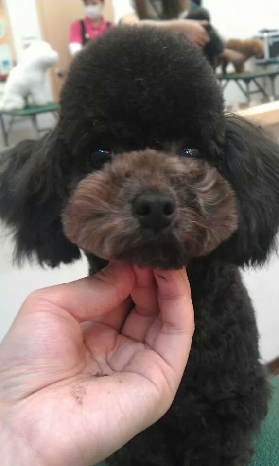 Modified Donut Teddy Bear with Natural Ears
