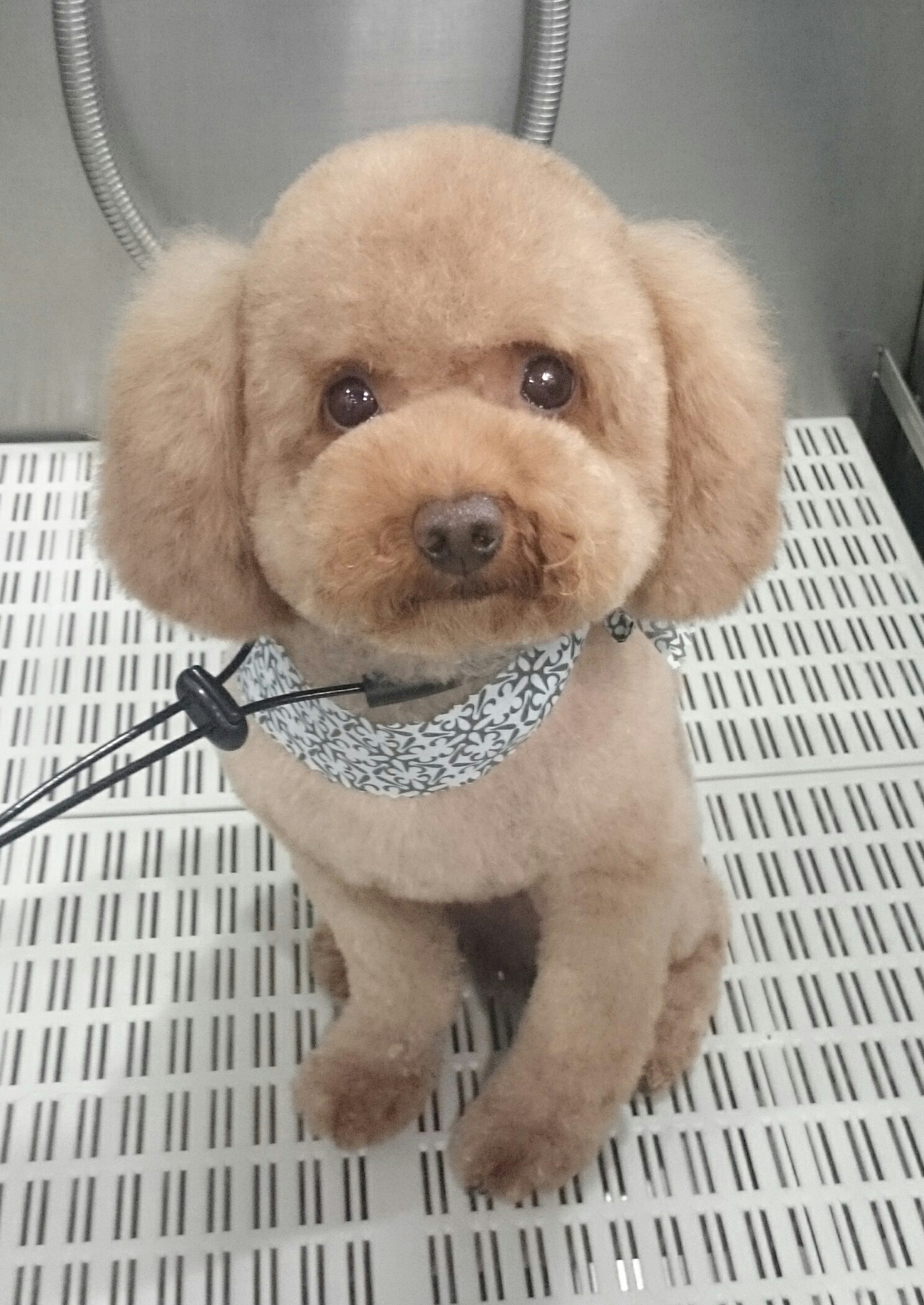 Teddy Bear with Puffy Round Ears