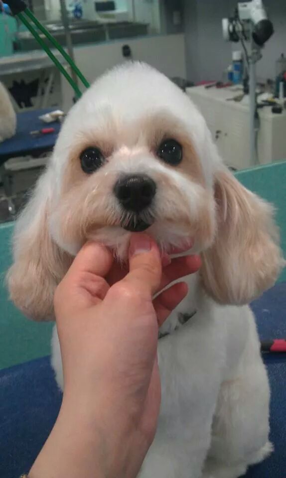 Cone Head with Long Ears