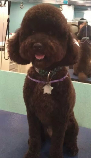 Portuguese Water Dog