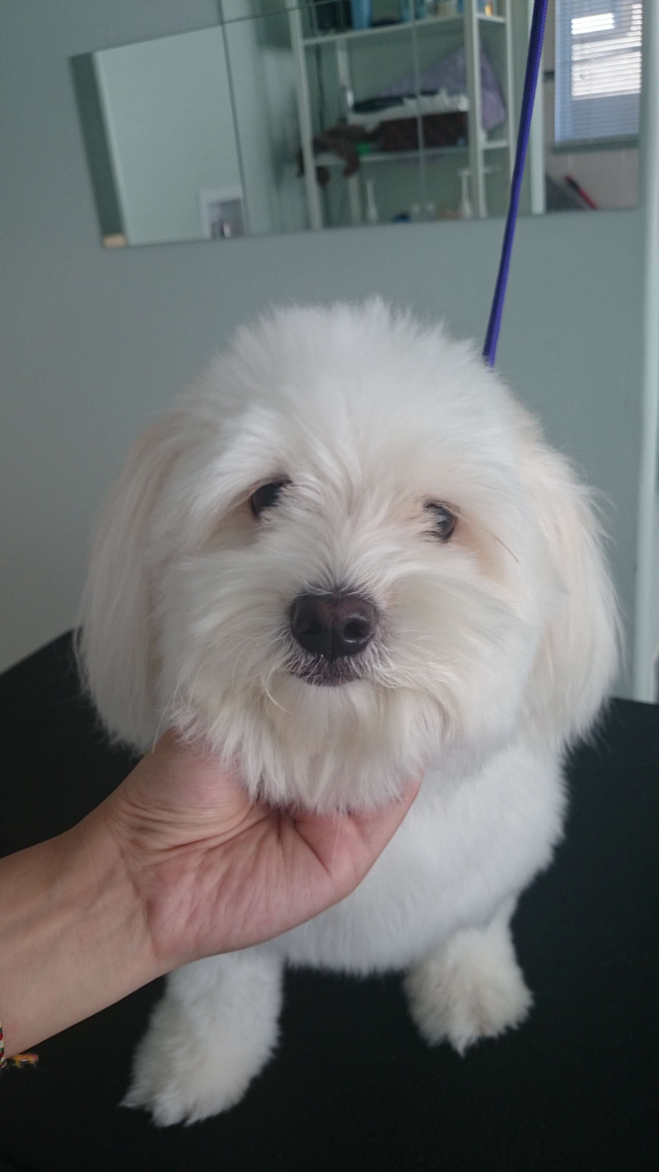 Sisi the Maltese Poodle Cross Before
