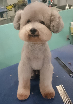 Poodle After!