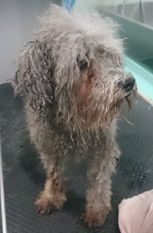 Poodle Before