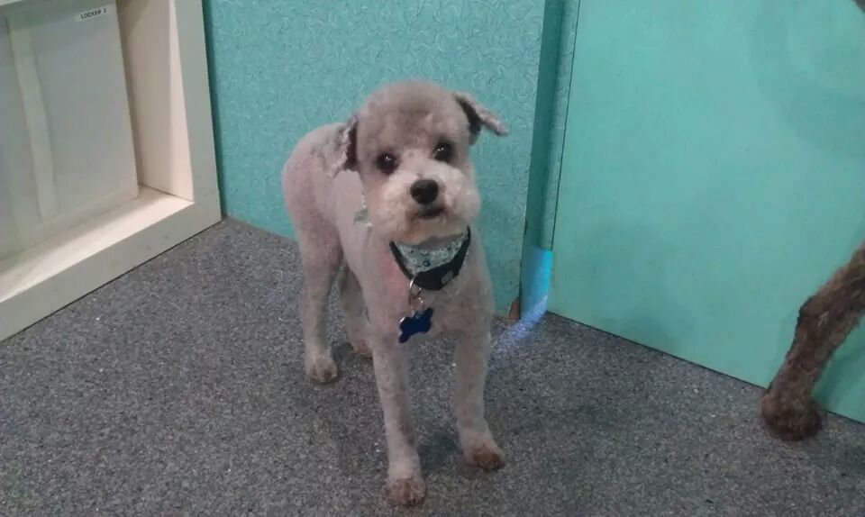 Teddy Bear with Short Shaved Ears