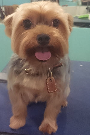 Yorkie After