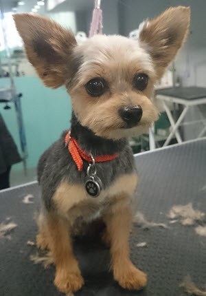 Yorkie Cross After