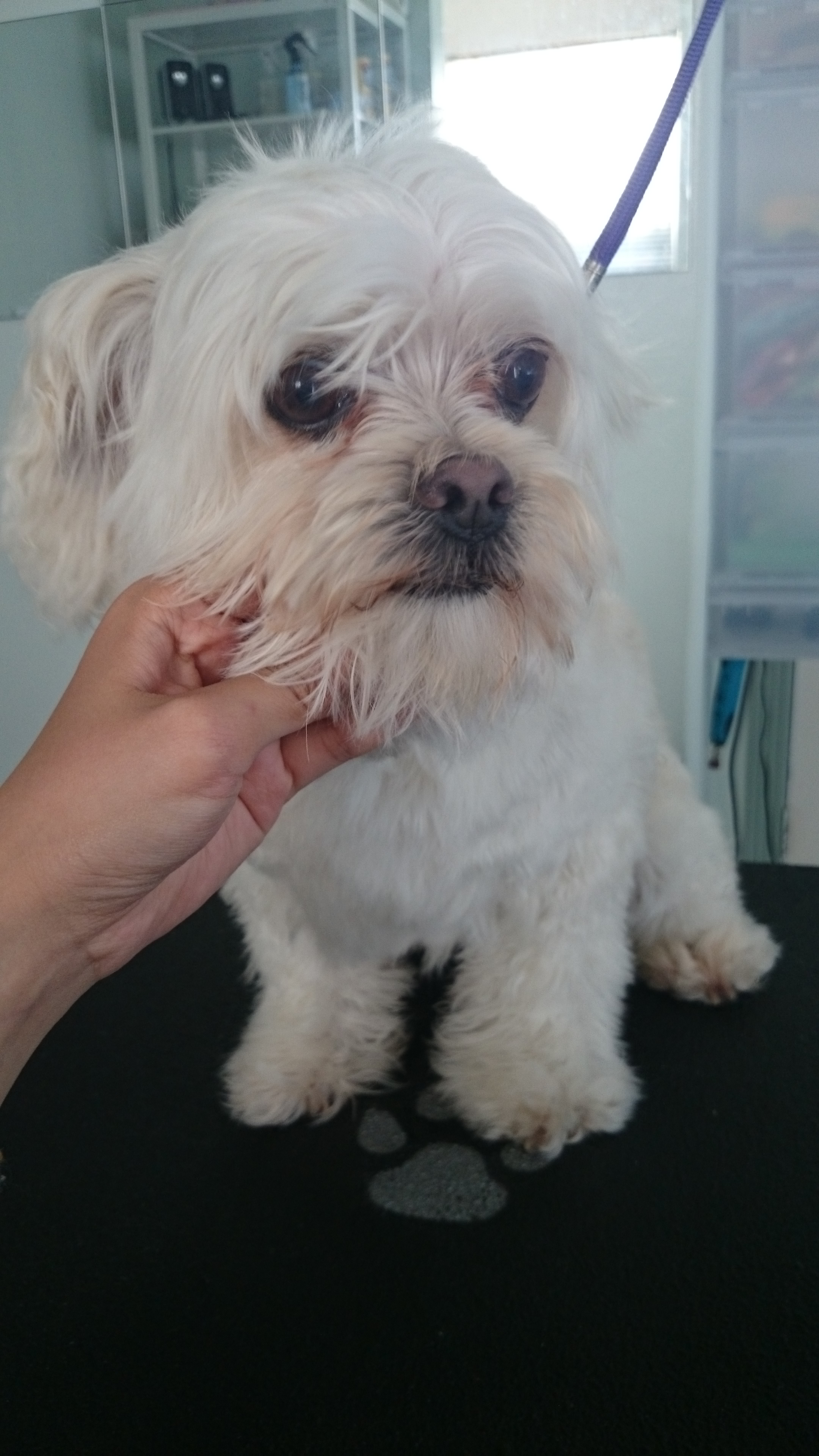 Buddy the Maltese Poodle cross Before
