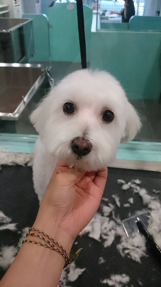 Maltese mix Puppy