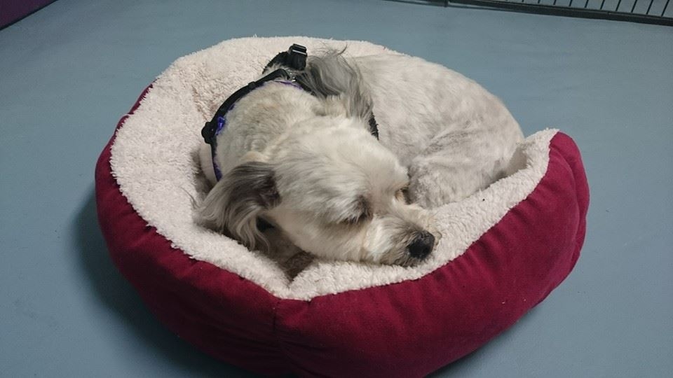 Duke taking a nap after his groom