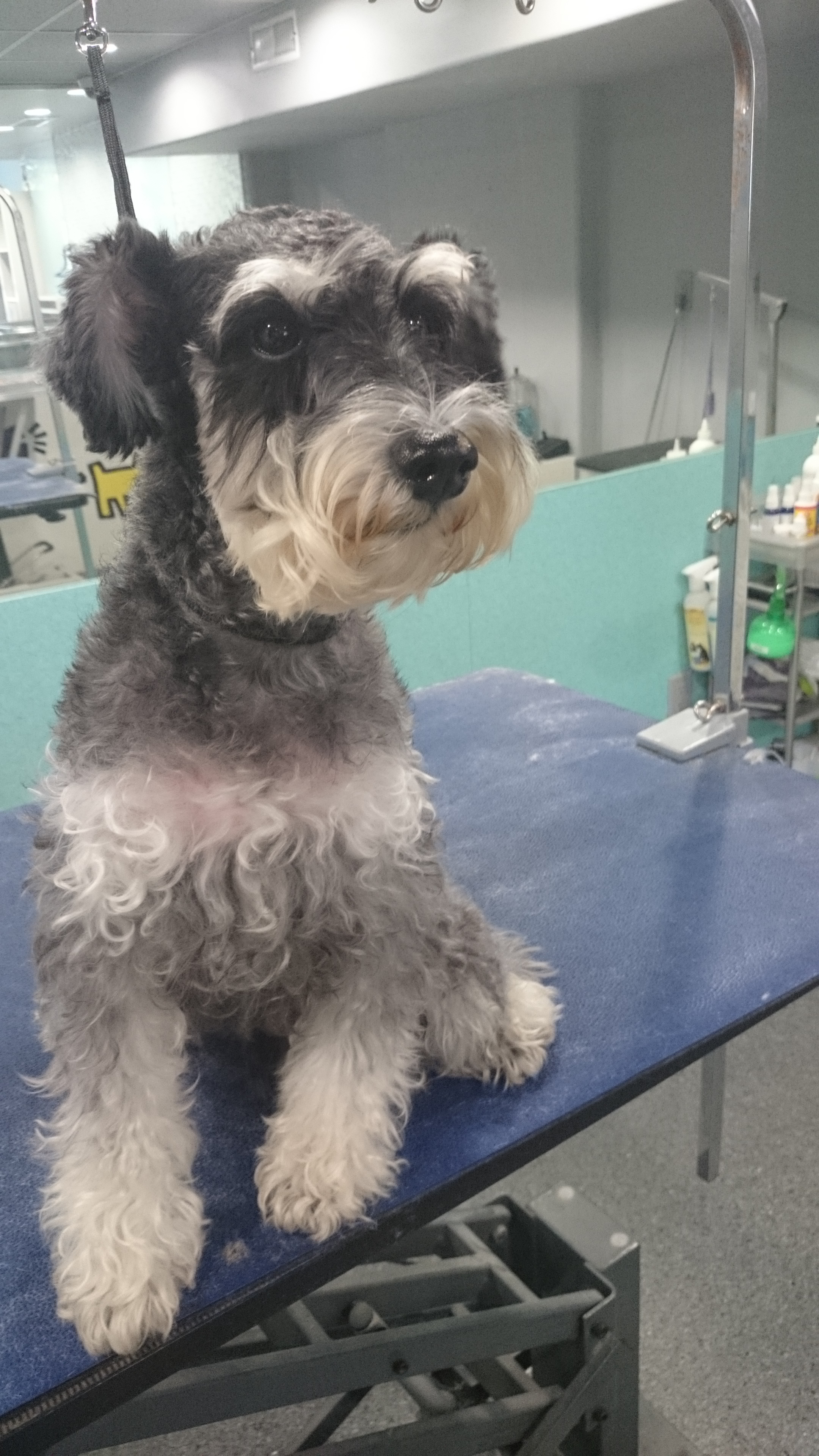 Miniature Schnauzer Before