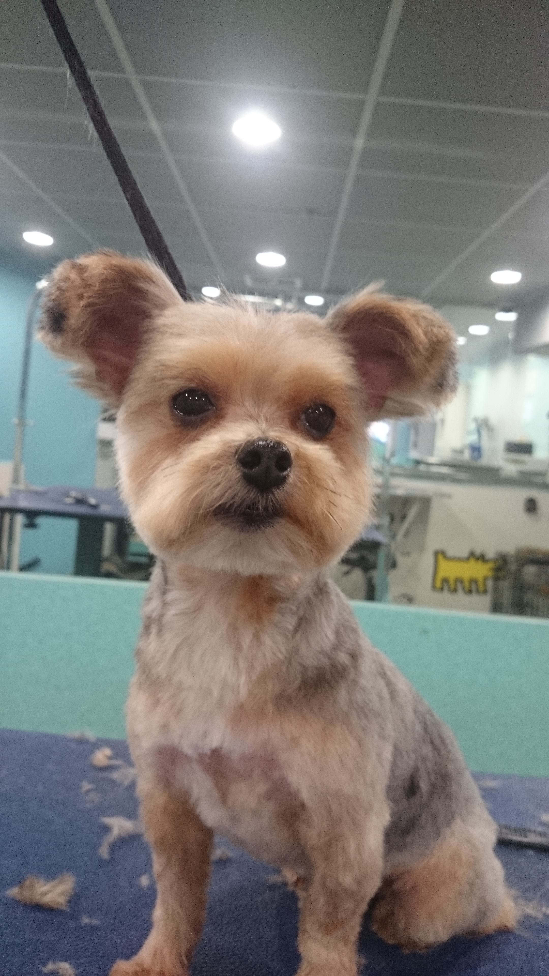 Yorkie Cross After